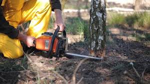 Best Seasonal Cleanup (Spring/Fall)  in Chelsea Cove, NY