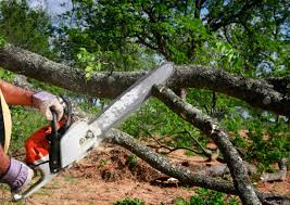 Best Tree Removal  in Chelsea Cove, NY