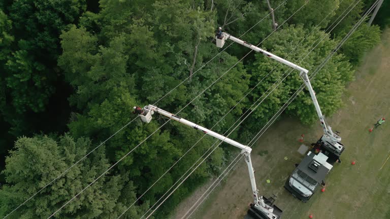 Best Utility Line Clearance  in Chelsea Cove, NY