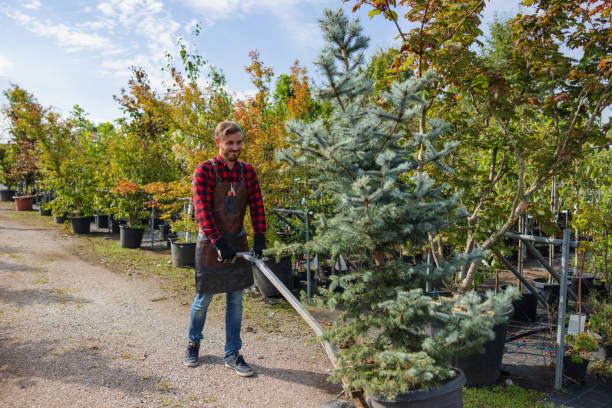 Chelsea Cove, NY Tree Removal Company