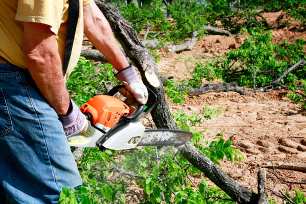 Leaf Removal in Chelsea Cove, NY